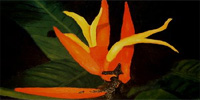 Foto van tropische bloem.